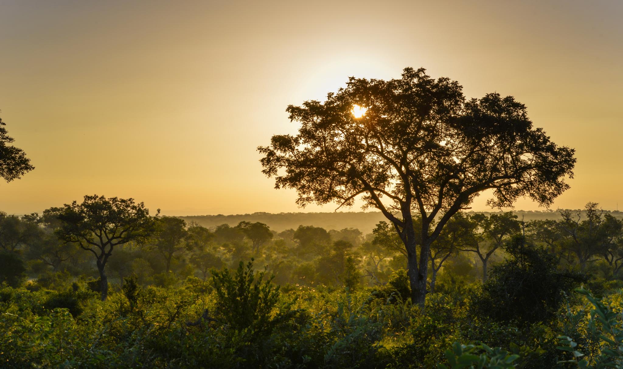 Lion Sands Narina Lodge Sabi Sand Game Reserve Exterior foto