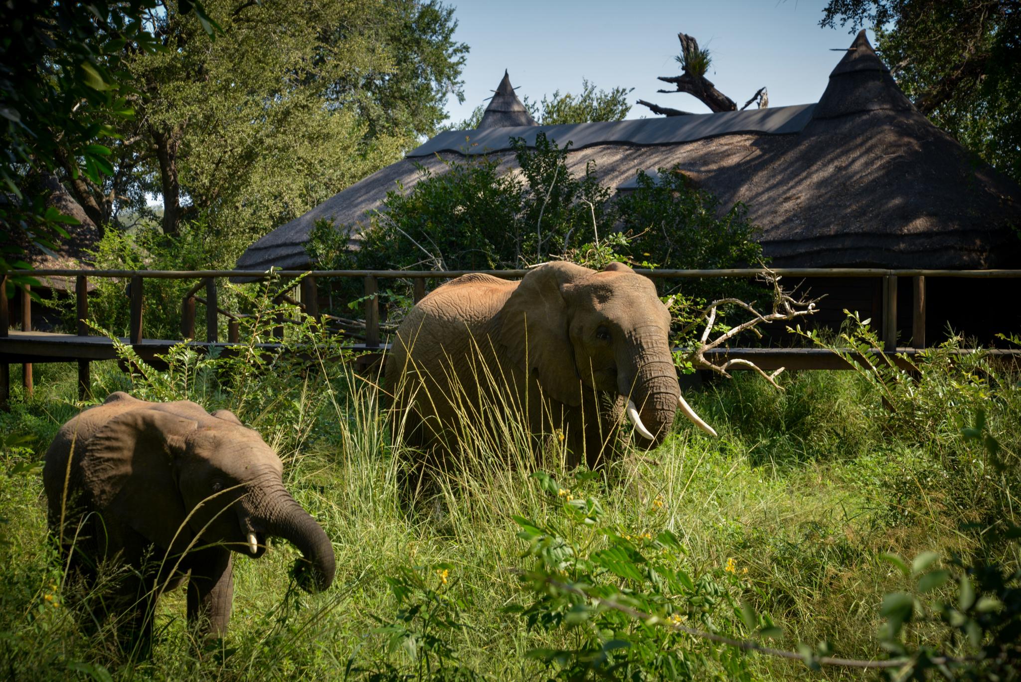 Lion Sands Narina Lodge Sabi Sand Game Reserve Exterior foto