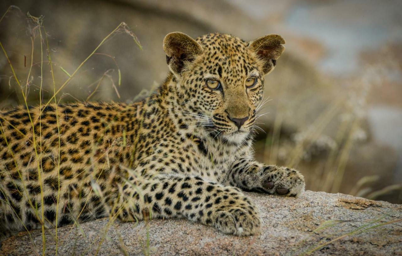 Lion Sands Narina Lodge Sabi Sand Game Reserve Exterior foto